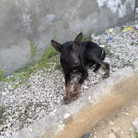 سگ دوبرمن اصیل