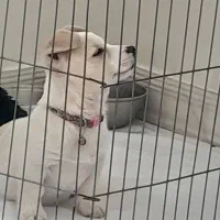 سگ پاکوتاه|سگ|رباطکریم, الارد|دیوار