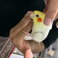 عروس هلندی فول دستی (سخنگو)