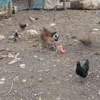 مرغ و خروس محلی سالم و سرحال