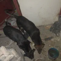 سگ نگهبان ژرمن و گریت دین|سگ|زنجان, |دیوار