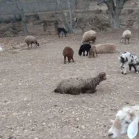 میش موقانی ۱۲