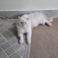 گربه نر بریتیش ۱ ساله|گربه|اصفهان, پوریای ولی|دیوار