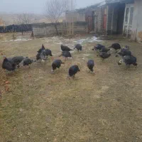 فروش بوقلمون