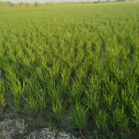زمین کشاورزی جفت روستا امیرآبادبهشهر(قابل معاوضه)
