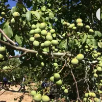 نهال اصلاح شده بادام وگردو وبلوط سنجد