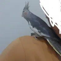 یک عدد عروس هلندی ۶ ماهه سینامون رام و چلوندی|پرنده|تهران, افسریه شمالی|دیوار