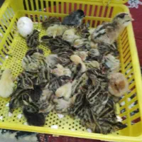 جوجه بلدرچین وجوجه گلین