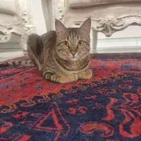 گربه