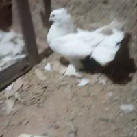 کفتر خوب|پرنده|یزد, |دیوار