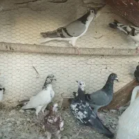 فروش کبوتر|پرنده|اصفهان, خوراسگان|دیوار