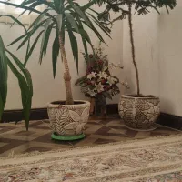 یوکا، سوسن ،کاج|گل و گیاه طبیعی|زرند, |دیوار