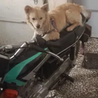 پامرروباهی