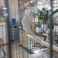 عروس هلندی|پرنده|ری, جوانمرد قصاب|دیوار