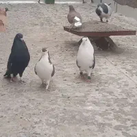 کفتررنگی|پرنده|سامن, |دیوار