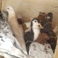 کفتر کبوتر رنگه و اسکیت