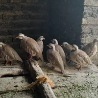 مرغ.|حیوانات مزرعه|نیر (اردبیل), |دیوار