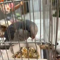 پرنده|پرنده|اصفهان, باغ فدک|دیوار