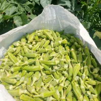 حمیدیه مسیر خسرج