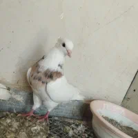 جفت کفتر طوقی درجه یک روی تخم