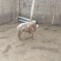 قوچ مغان|حیوانات مزرعه|دینور, |دیوار