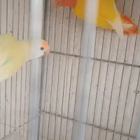 کوتوله مولد