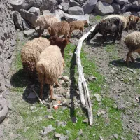 ۲۰ عدد گوسفند بره دار