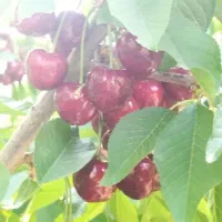 گیلاس بسیار درشت و ابدار