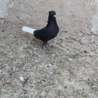 کفتر دمسفید|پرنده|تایباد, |دیوار