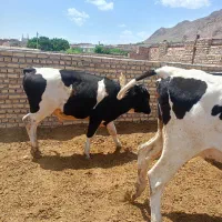 گاو گوساله