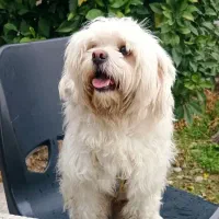 واگذاری فوری سگ شیتزو نر ،دوساله ،شناسنامه دار