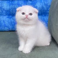 شهر گربه های بانمک ( پرشین اسکاتیش بریتیش )|گربه|شیراز, دروازه اصفهان|دیوار