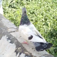 کبوتر