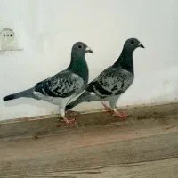 یک جفت کبوتر پلاکی مسافت بلند با ظمانت