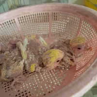 طوطی جوجه سرلاکی