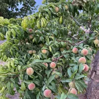 فروش دامداری|فروش دفتر صنعتی، کشاورزی، تجاری|بروجن, |دیوار