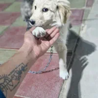 سگ گلدن روتریور|سگ|بیرجند, |دیوار