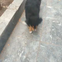 سگ پا کوتاه واگذاری