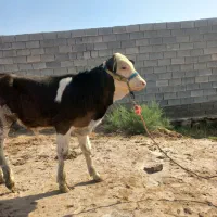 گوساله نر یاگاو