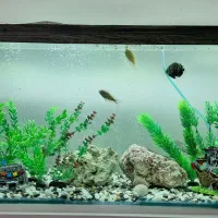 آکواریوم، معاوضه با وسایل پیشنهادی شما.|ماهی|عسلویه, |دیوار