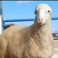 قربونی بره نر گوسفند میش ماده قوچ شیشک زنده