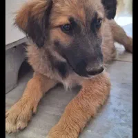 سگ ژرمن شپرد