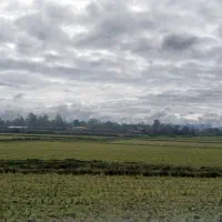 ۱هکتار شالیزارسنددار بررودخانه سنگررشت|فروش زمین و ملک کلنگی|سنگر, |دیوار