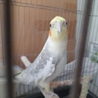 عروس هلندی نر ابلق
