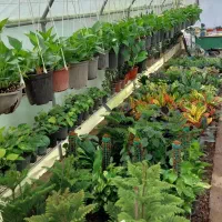 گل عمده و تکی /گل طبیعی /گل اپارتمانی حیاطی