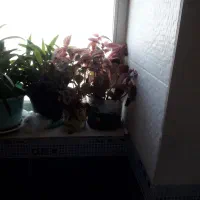 تعدادی گل شاداب حسن یوسف و اپارتمانی بفروش میرسد|گل و گیاه طبیعی|سمنان, |دیوار