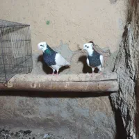 کبوتر طوقی|پرنده|باروق, |دیوار