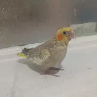 جوجه عروس هلندی ۳۰روزه