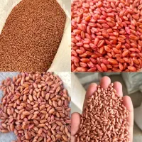 گندم بذری و کود