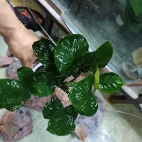 پلنت اکواریومی و کود پلنت